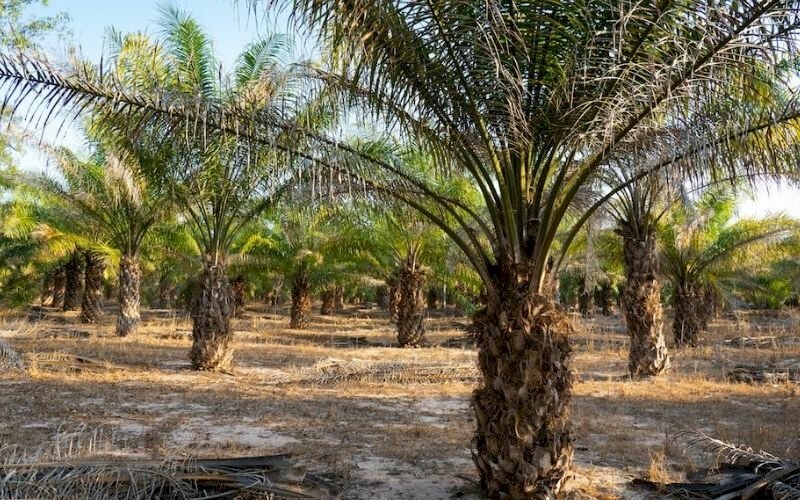 Hình ảnh vườn cọ dầu làm giống