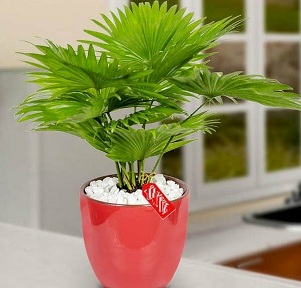 Hình ảnh cây cọ mini trang trí bàn làm việc