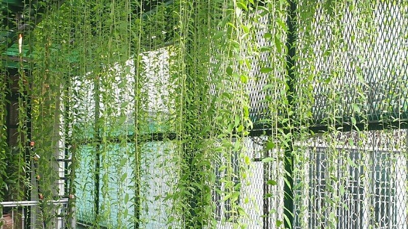 Hình ảnh cây cúc tần Ấn Độ mọc thành giàn dây leo rất đẹp