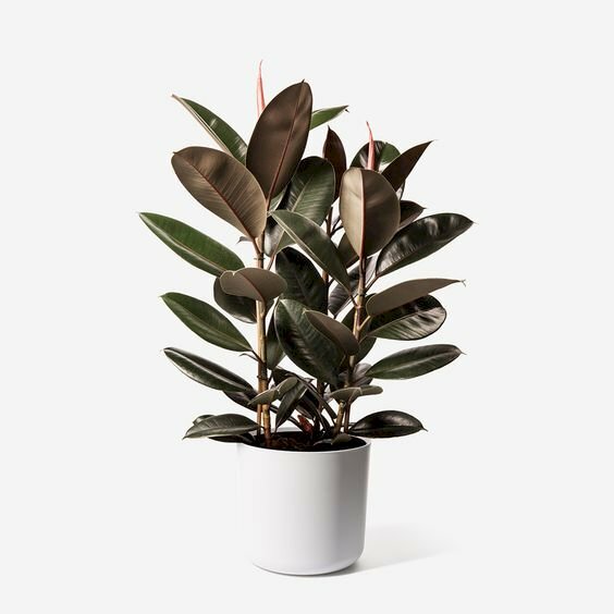 Hình ảnh chậu cây đa bút đỏ