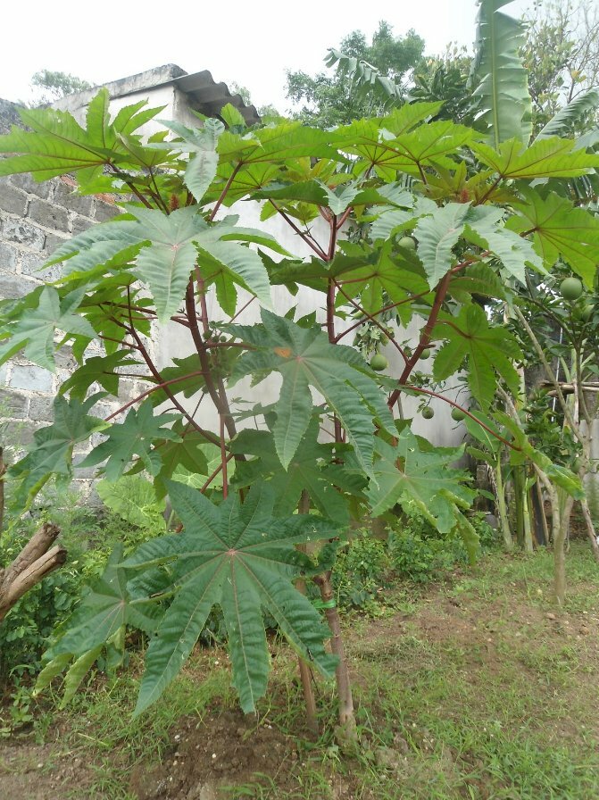 Hình ảnh cây thầu dầu có công dụng hỗ trợ điều trị sa tử cung, sa trực tràng, hỗ trợ điều trị bệnh trĩ,...