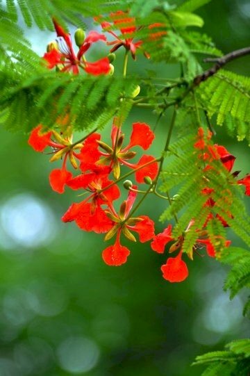 Hình ảnh về cây phượng vĩ ra hoa đỏ tuyệt đẹp