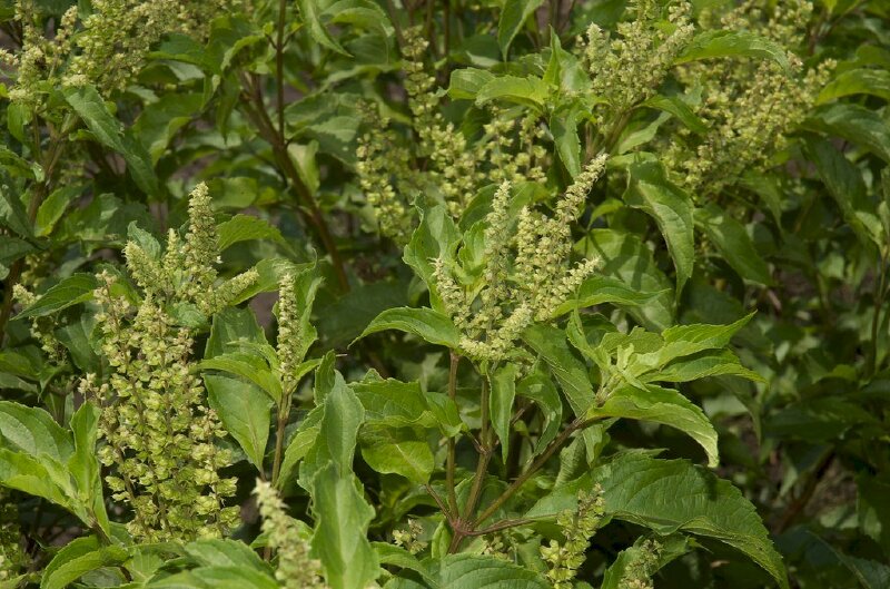 Hình ảnh cây hương nhu trắng có công dụng hỗ trợ điều trị hiệu quả những chứng bệnh như cảm cúm, viêm lợi, viêm bàng quang, sốt, chảy máu chân răng,..