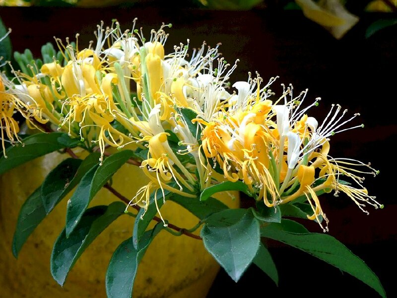 Hình ảnh cây kim ngân hoa vàng thể hiện cho vẻ đẹp vĩnh cửu