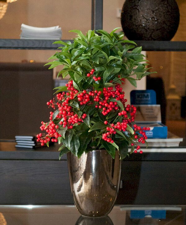 Hình ảnh chậu cây kim ngân lượng với những quả đỏ xung quanh tuyệt đẹp