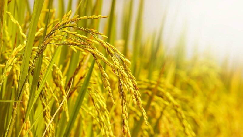 Quá trình hình thành và phát triển của cây lúa