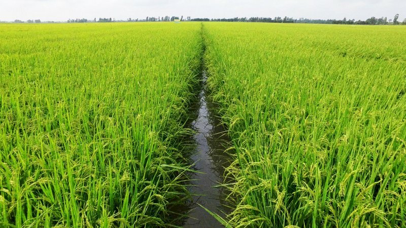 Hình ảnh vào mùa gặt lúa