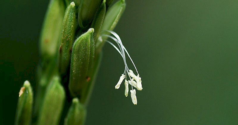 Hình ảnh bông lúa trắng tuyệt đẹp