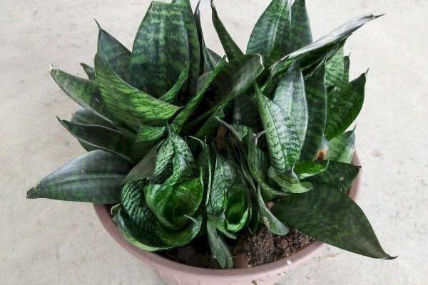 Hình ảnh cây lưỡi hổ xanh trong chậu dùng trang trí quanh nhà