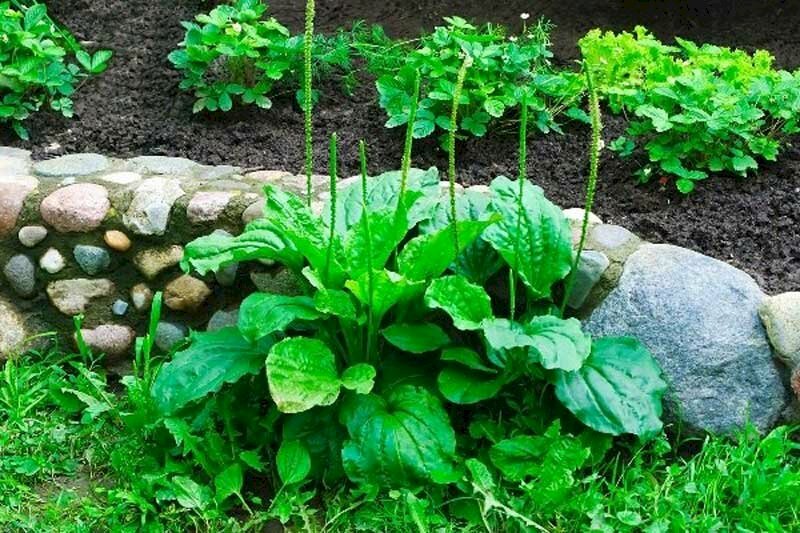 Hình ảnh cây mã đề mọc bên vách đá xanh mướt rất đẹp