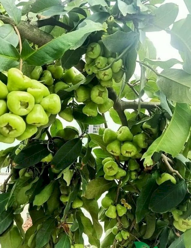 Hình ảnh cây mận xanh cho rất nhiều quả có màu xanh, vị ngọt thơm ngon