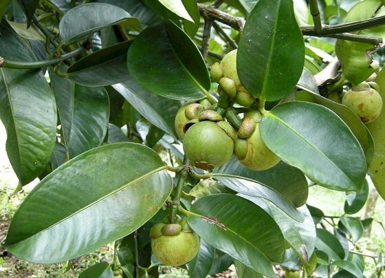 Hình ảnh về cây măng cụt ra quả xanh mọng