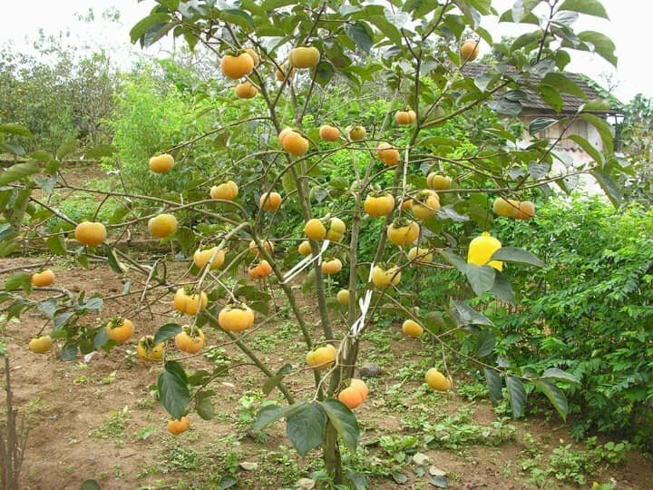 Hình ảnh cây măng cụt vàng sai quả rất đẹp