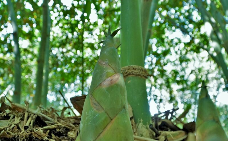 Những hình ảnh đẹp về cây tre Việt Nam