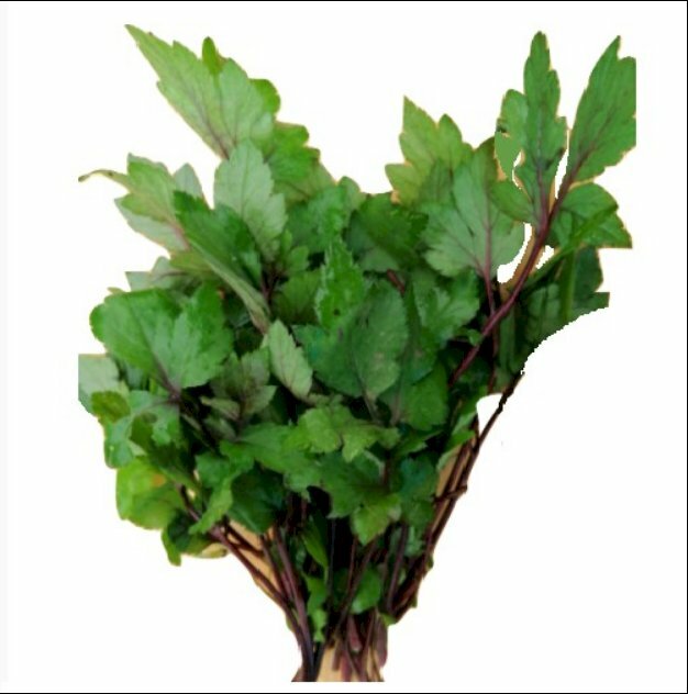 Hình dạng cây ngải cứu tía có lá màu xanh đậm, thân cây có màu tía