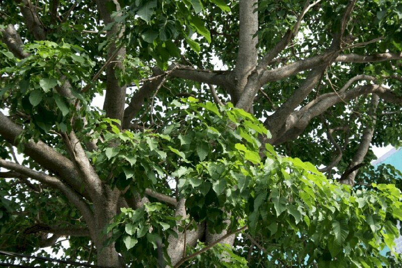 Hình ảnh tán cân ngô đồng xanh mát