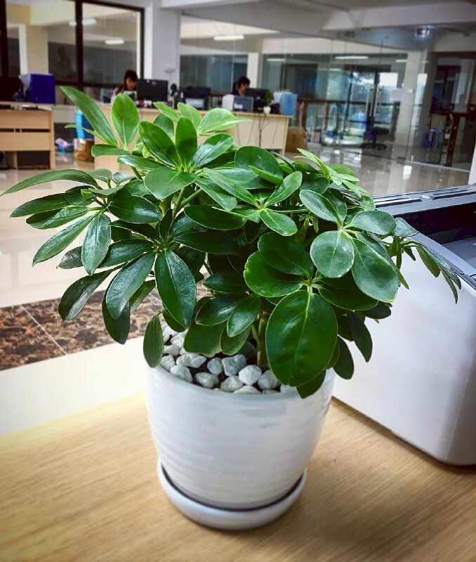 Hình ảnh cây ngũ gia bì trang trí trong nhà có tác dụng làm sạch không khí