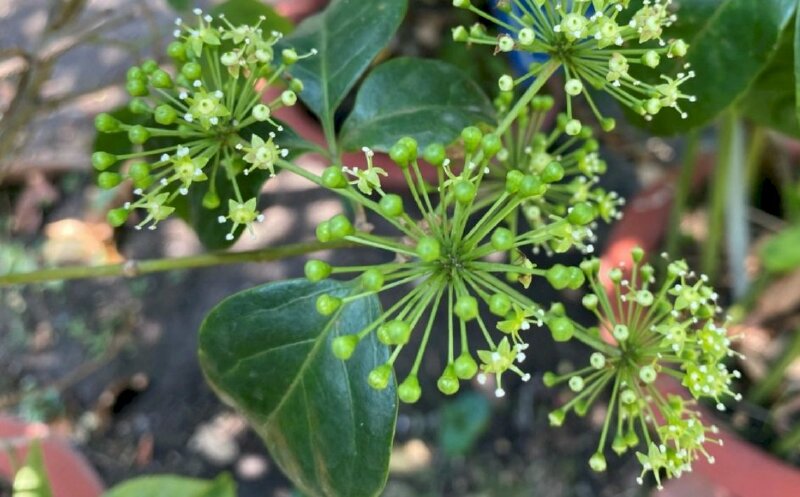 Hình ảnh cây ngũ gia bì ra hoa rất độc đáo