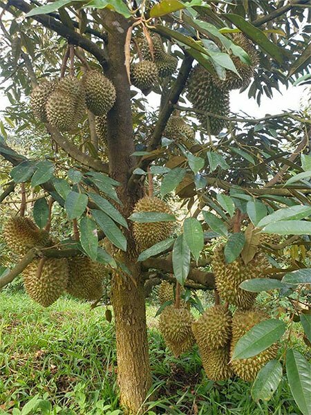 Hình ảnh trái Sầu Riêng thơm ngon đẹp nhất