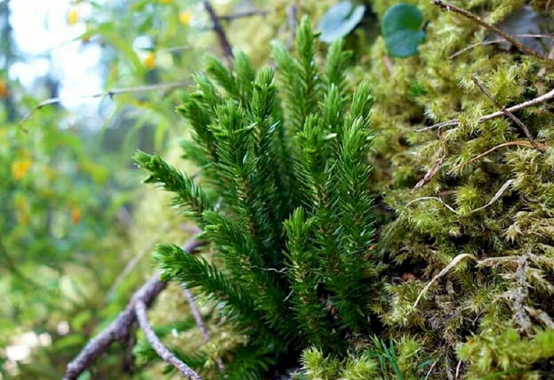 Hình ảnh cây thông đẹp tại Việt Nam - Hình ảnh cây thông đất Việt Nam