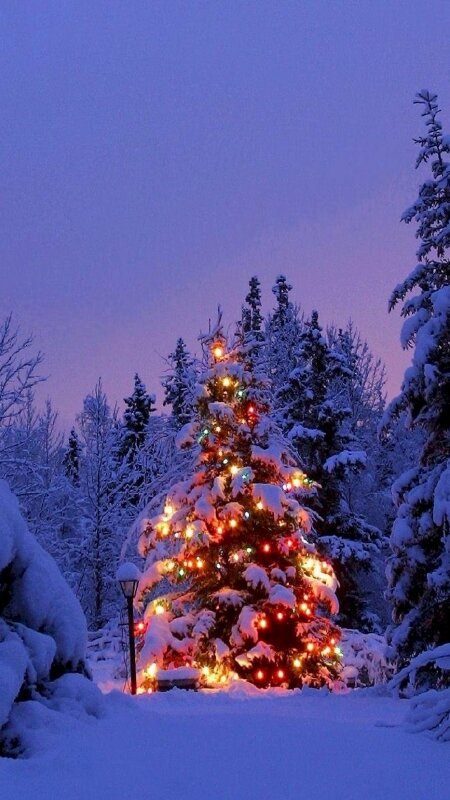 Hình ảnh cây thông Noel đẹp mừng mùa Giáng Sinh 2024 - META.vn