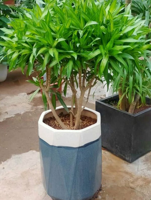 Hình ảnh tán cây trúc bách hợp xum xuê tuyệt đẹp