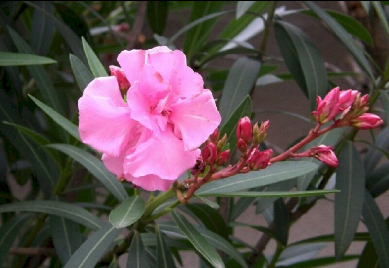 Hình ảnh chùm hoa trúc đào có màu hồng trồng trang trí tuyệt đẹp