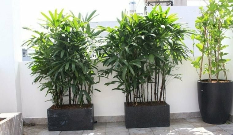 Hình ảnh cây trúc mây trang trí sân thượng