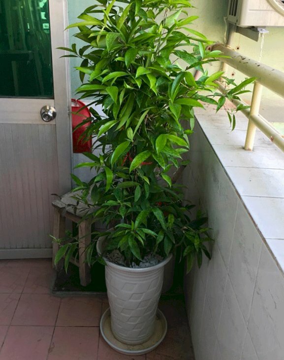 Ảnh cây trúc Nhật trồng chậu sứ trang trí hành lang nhà