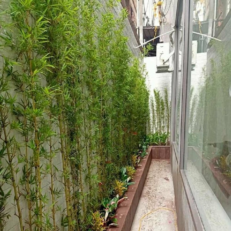 Hình ảnh trúc quân tử trồng trang trí xung quanh nhà