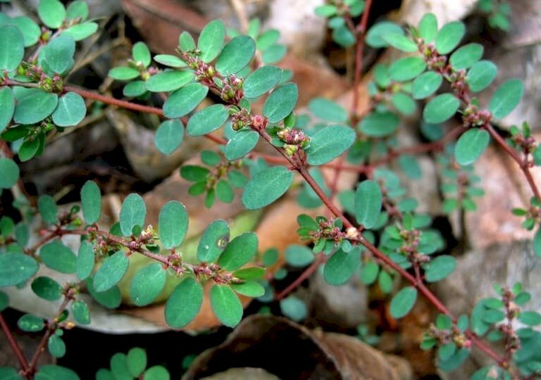 Hình ảnh cây vú sữa đất còn có các tên gọi khác là cẩm địa, thiên căn thảo... 