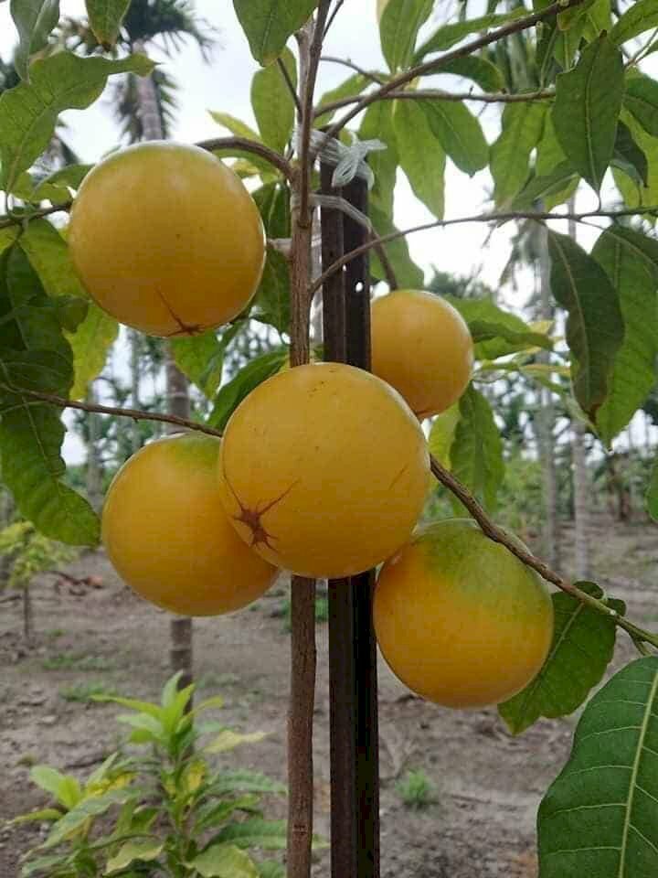 Hình ảnh quả vú sữa vàng tuyệt đẹp