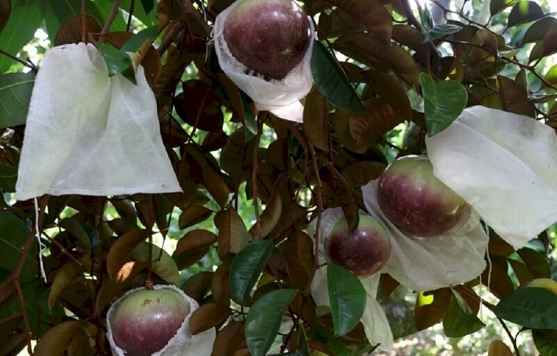 Ảnh cây vú sữa tím cho quả đầy cây