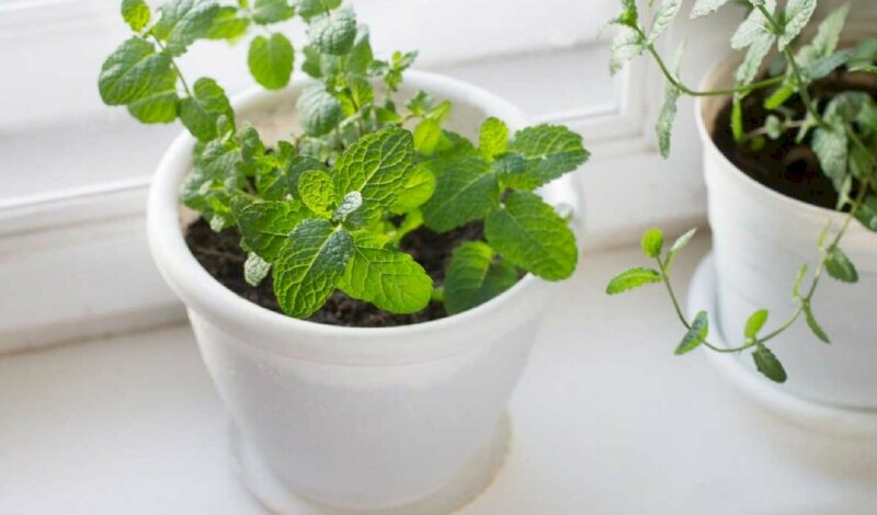 Hình ảnh cây bạc hà trong chậu sứ trắng trang trí cửa sổ