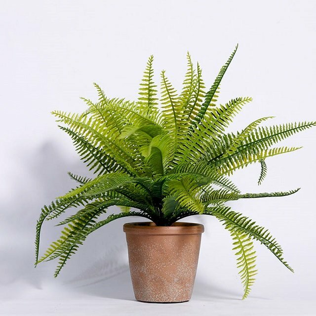 Hình ảnh chậu cây dương xỉ tán lá xòe ra 2 bên 