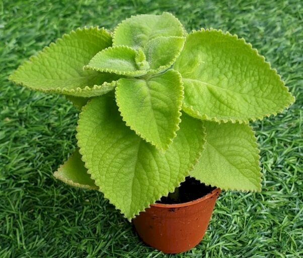 Hình ảnh chậu húng chanh mini cute