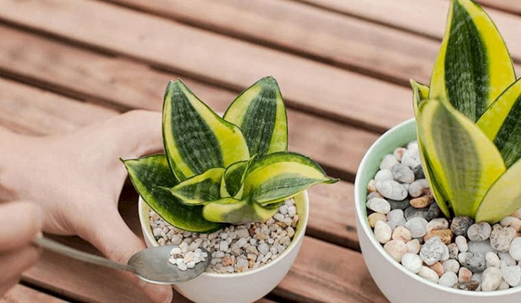 Hình ảnh cây lưỡi hổ vàng hay còn gọi là cây lưỡi hổ viền vàng trang trí nhà cửa mang lại phong thủy rất tốt