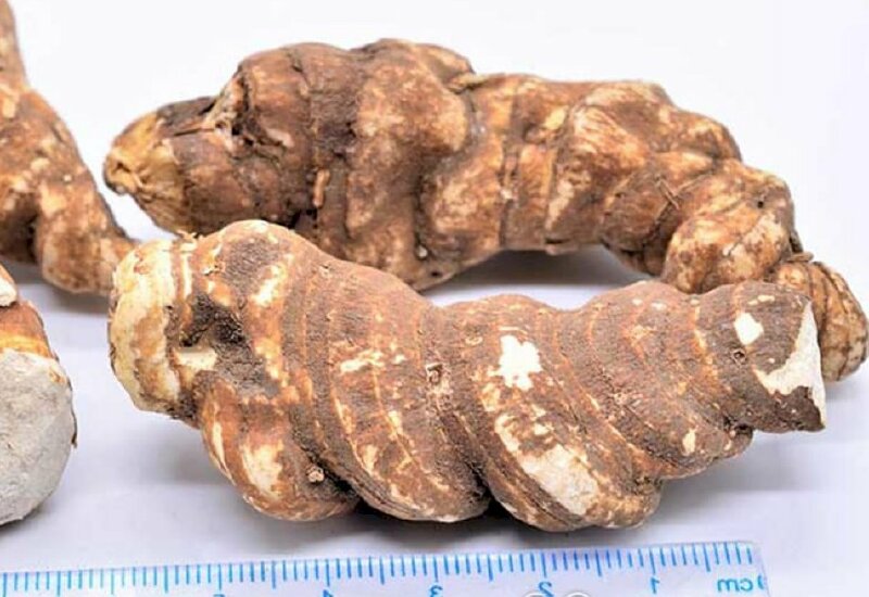 Hình ảnh kích thước củ cây thất diệp chi quý hiếm