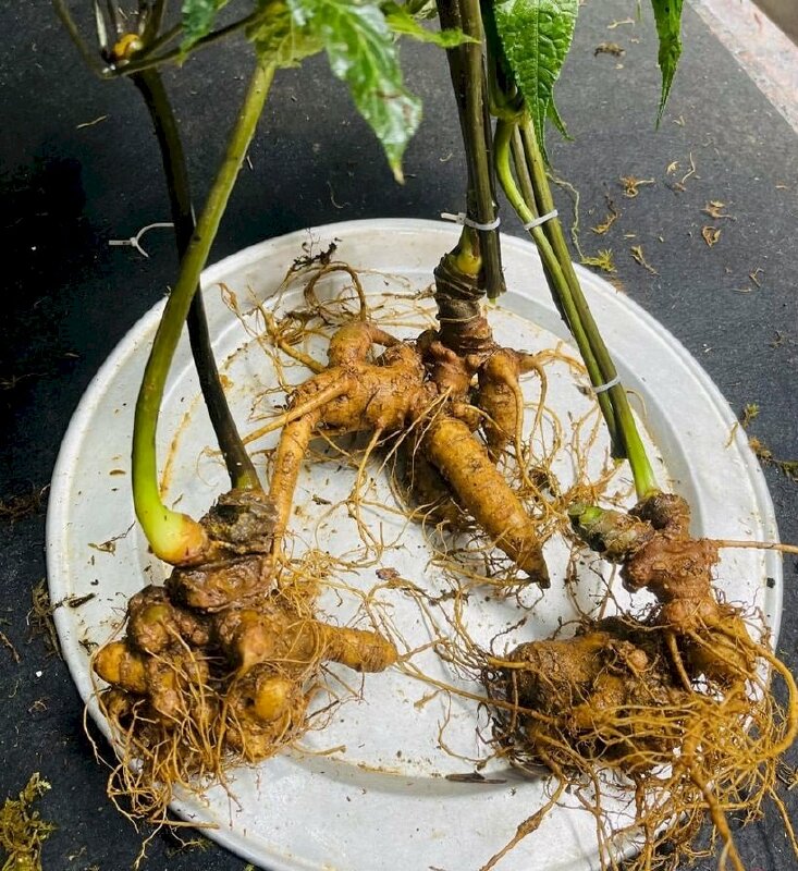 Củ cây sâm ngọc linh phân bố nhiều ở các tình Quảng Nam, Kon Tum, Gia Lai, mang giá trị sức khỏe cao