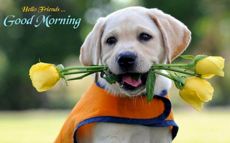 Hình ảnh chú chó siêu dễ thương chúc ngày mới đến mọi người
