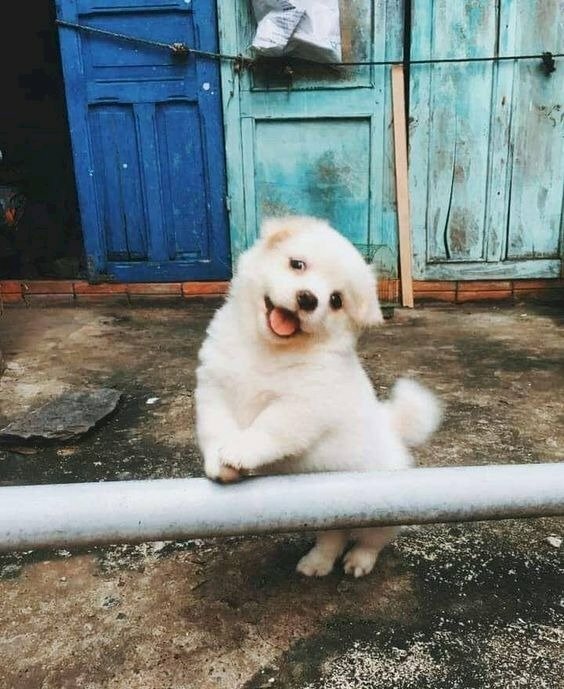 Hình ảnh cún con hài hước vui vẻ cho ngày mới đầy năng lượng và hạnh phúc