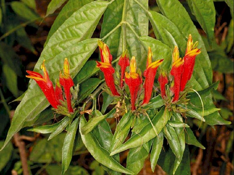 Hình ảnh những bông hoa bìm bịp đỏ tươi rất đẹp