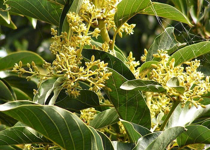 Ảnh cây bơ trổ bông lung linh trên cành