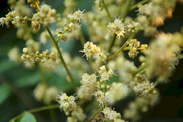 Hình ảnh chùm hoa nhãn nở rộ xinh lung linh