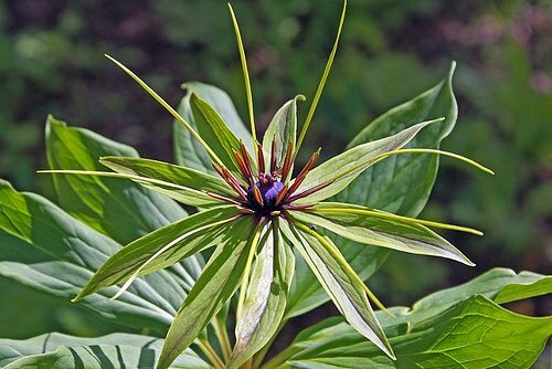 Hình ảnh sâm 7 lá tuyệt đẹp dưới nắng