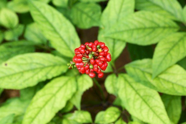 Hoa cây sâm ngọc linh màu đỏ có tác dụng điều hoa đường huyết, phục hồi suy giảm chức năng của cơ thể