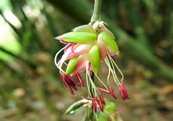 Hình ảnh cây tre ra hoa đỏ hiếm thấy