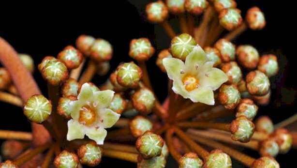 Hình ảnh hoa vú sữa tuyệt đẹp