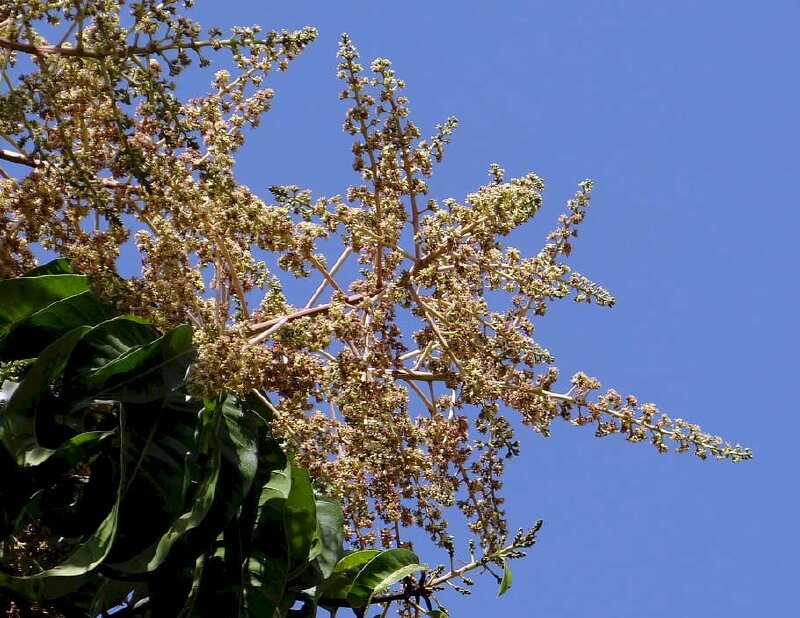 Hình ảnh chùm hoa xoài vươn mình đón nắng