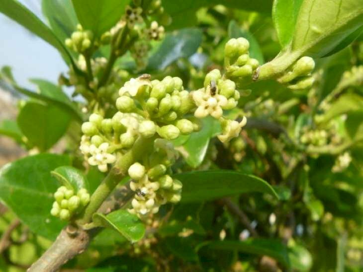 Ảnh chùm hoa thìa canh dưới nắng vàng